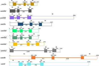 Brain Distribution of 10 cart Transcripts and Their Response to 4 Days of Fasting in Atlantic Salmon (Salmo salar L.)